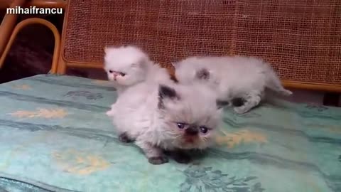 Funny Cats And Kittens Meowing Compilation 2015 || NEW