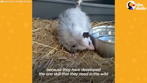 Watch These Rescue Baby Opossums Learn Table Manners | The Dodo