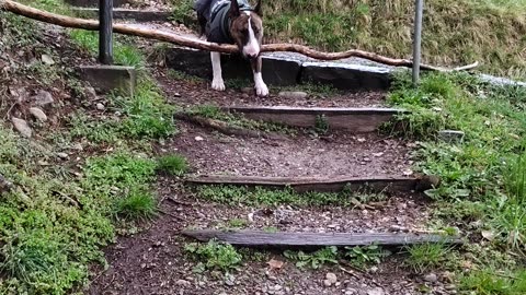 Bull Terrier's Big Stick Brain Teaser