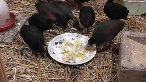 First week of hand feeding the rollulus rouloul