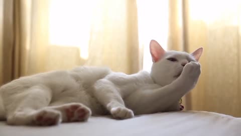Cute cat on the bed
