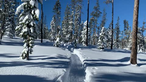 Classic Pine Forest in Snow – Central Oregon – Swampy Lakes Sno-Park – 4K