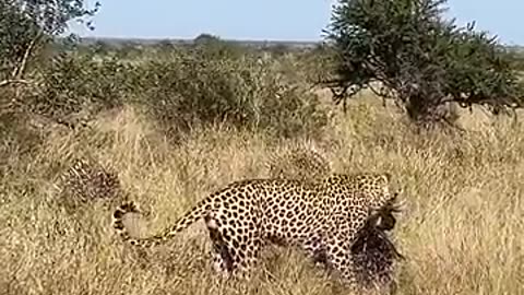 leopard injured by porcupines _wildlife _bird animal viral _elephant _safari porcupines leopard