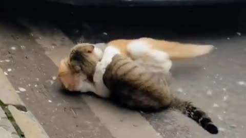 Cute cat ll funny video