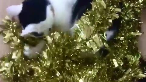 Cat stole the christmas tree garland