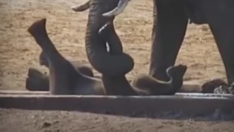 Mother elephant protect Baby from wild animals!!