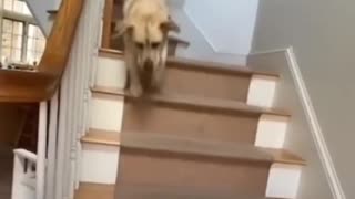 Funny Dogs Moment #shorts #funnydog #dog #dogsofinstagram #dogs #funnydogs #dogstagram #puppy #cutedog #doglife #doglover #funny #instadog #dogoftheday #doggo #doglovers #happydog #cute #love #puppylove #funnyvideos #cutedogs #funnydogvideos #dogvideos #p