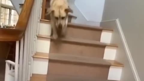 Funny Dogs Moment #shorts #funnydog #dog #dogsofinstagram #dogs #funnydogs #dogstagram #puppy #cutedog #doglife #doglover #funny #instadog #dogoftheday #doggo #doglovers #happydog #cute #love #puppylove #funnyvideos #cutedogs #funnydogvideos #dogvideos #p