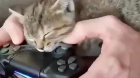 FUNNY, CAT PLAY PS5