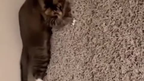 Cat jumping from hight and swimming video Funny video 😹 amazing # Must watch