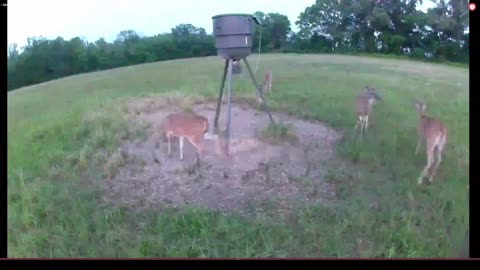 Very excited deer!! Get run off from the feeder from a large boar LIVE 5/20/2023