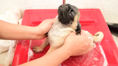 Puppy Bathtime