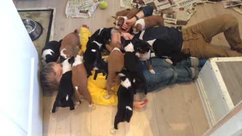 Burried in puppies