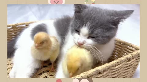Chicks think that the kitten is their mother