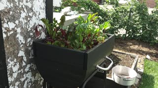 Barbecue Grill Beet Harvest 7/9/23