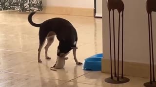 Dog Wants to Eat Dinner with Her Toy Pet Mouse