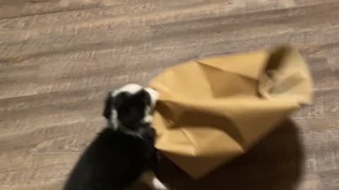 Playful Puppy Entertains Herself With Paper Bag
