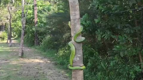 Red-Tailed Racer Snake Climbs Tree to Safety