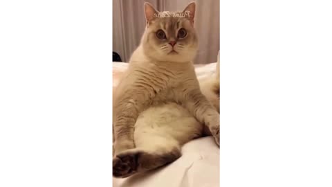 The Last One 🤣🤣- Funny Pet Videos