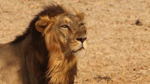 Lion King lion attitude
