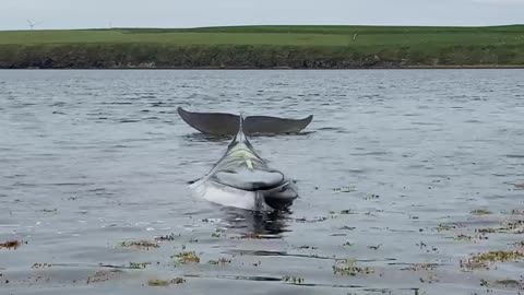 AMAZING MINKE WHALES BEACHED WHILE HUNTING NOT HUNTING FOR SEALS NO GREAT WHITE SHARK