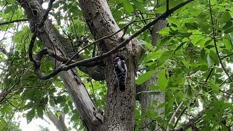 Wood pecker digging out a nest 2