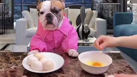 Extremely Funny moments of Dogs Eating food. ||