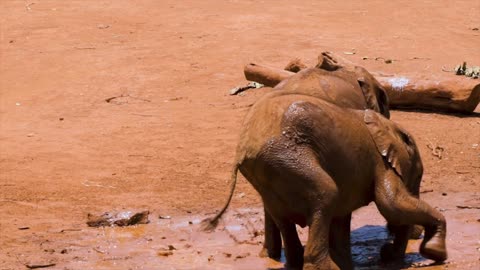 Two Baby Elephants Playing In The Mud..
