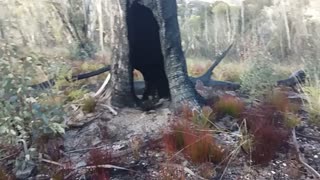 Spooky burnt tree - Outside Adventures
