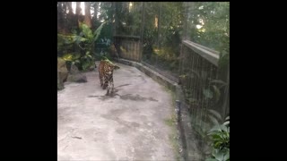 Amur Leopard has no tail