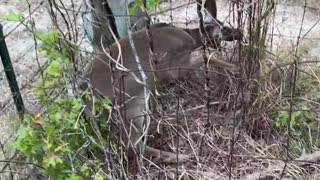 Rescuing a Fawn Whitetail Deer Stuck in Fence