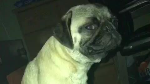 My Pug summoned the devil