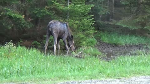 Moose on the Loose