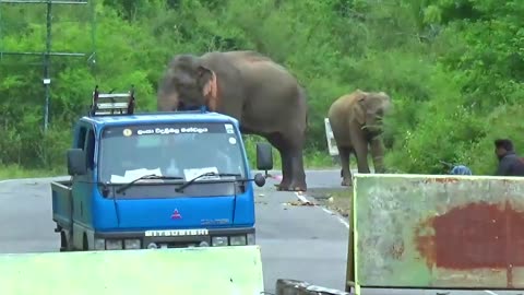 Surviving Encounters with Wild Elephants: Roadside Safety Tips