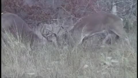 Whitetail Buck Fight