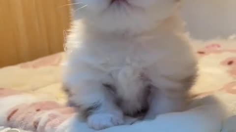 Some funny and cute moments of very cute and little kittens.