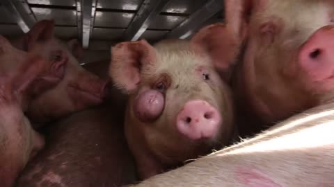 BREAKING: New eyewitness footage shows tumour on pigs eye
