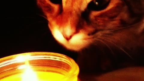 cat looks at the candle. he really likes it