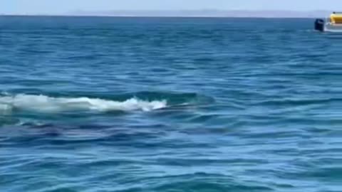 Momma gray whale and calf in San Ignacio Lagoon close encounter