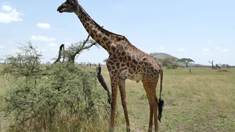 Kenya's Giraffe