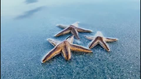Types of Sea Starfish / #Planet/ #SeaLifeTV / #Ocean