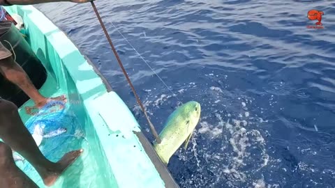 Catching Sail Fish, King Fish & Mahi Mahi Fish in the Deep Sea