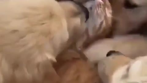 amazing dogs pet a cat