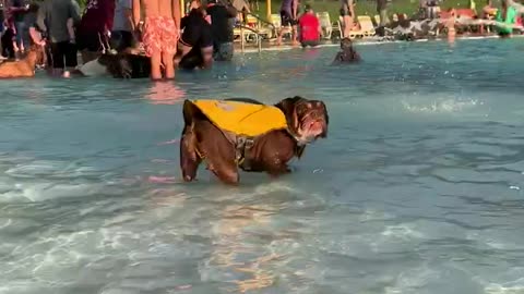 Puppies at the Pool