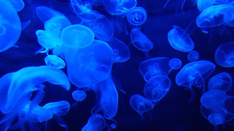 jellyfish tank water life