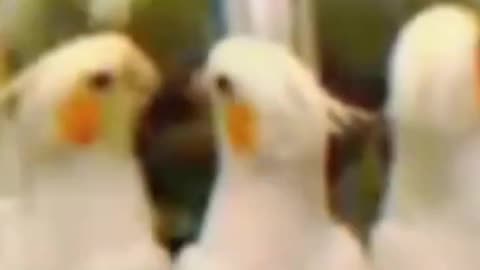 vidéo amusante d'un vilain perroquet blanc sautant, criant et dansant