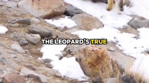 Dog vs Snow Leopard who will win