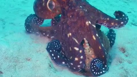 Octopus eating the fish