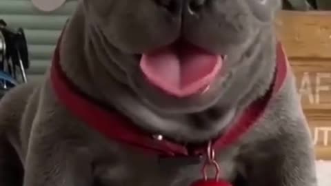 perro bebé-lindo videos - Recopilación casera de perros divertidos video (2021]} 🐶