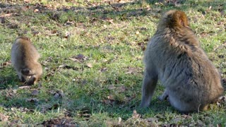 Barbary Macaque Monkeys